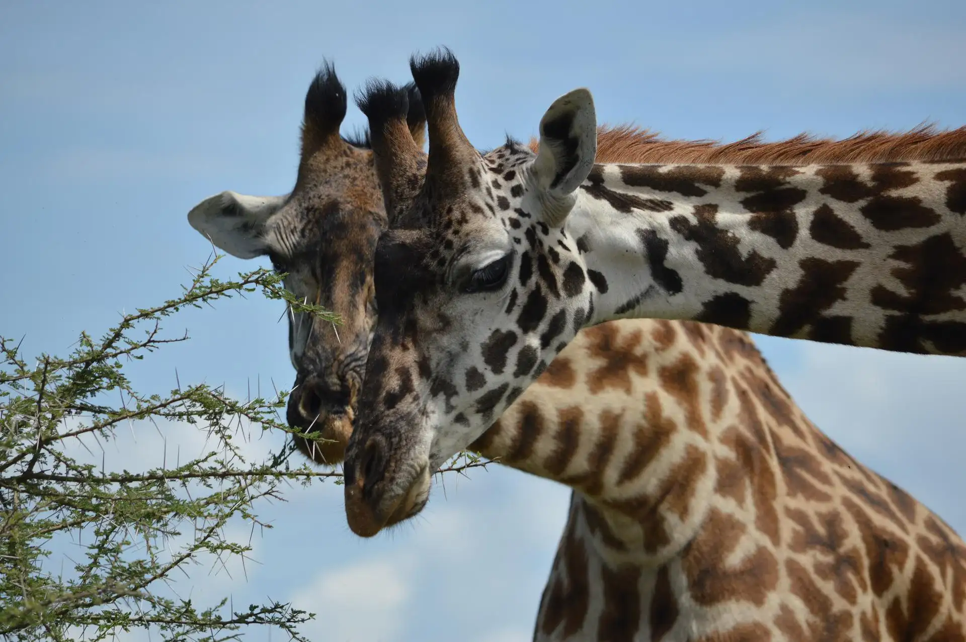 Two giraffes feeding on leaves in Serengeti National Park -10 Day Tanzania Safari Serengeti Ngorongoro Zanzibar