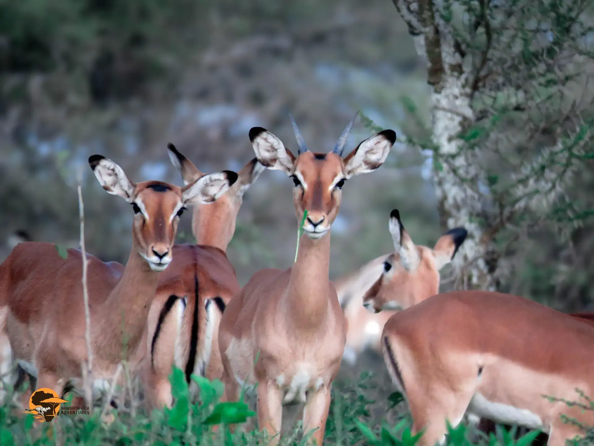 A herd of impalas grazing on the grassy plains of Serengeti National Park