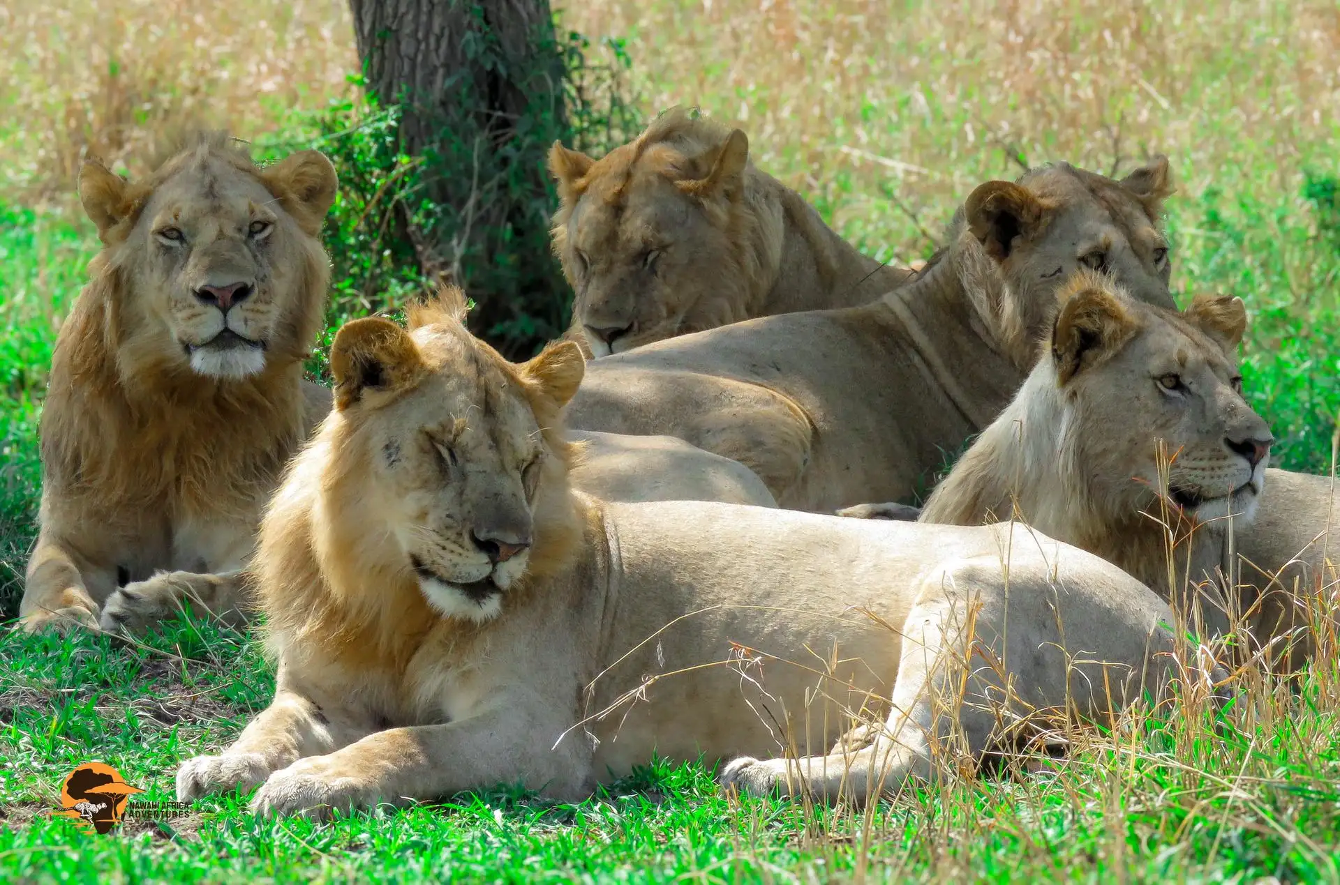 A group of male and female lions resting in the shade on a sunny day in Serengeti National Park