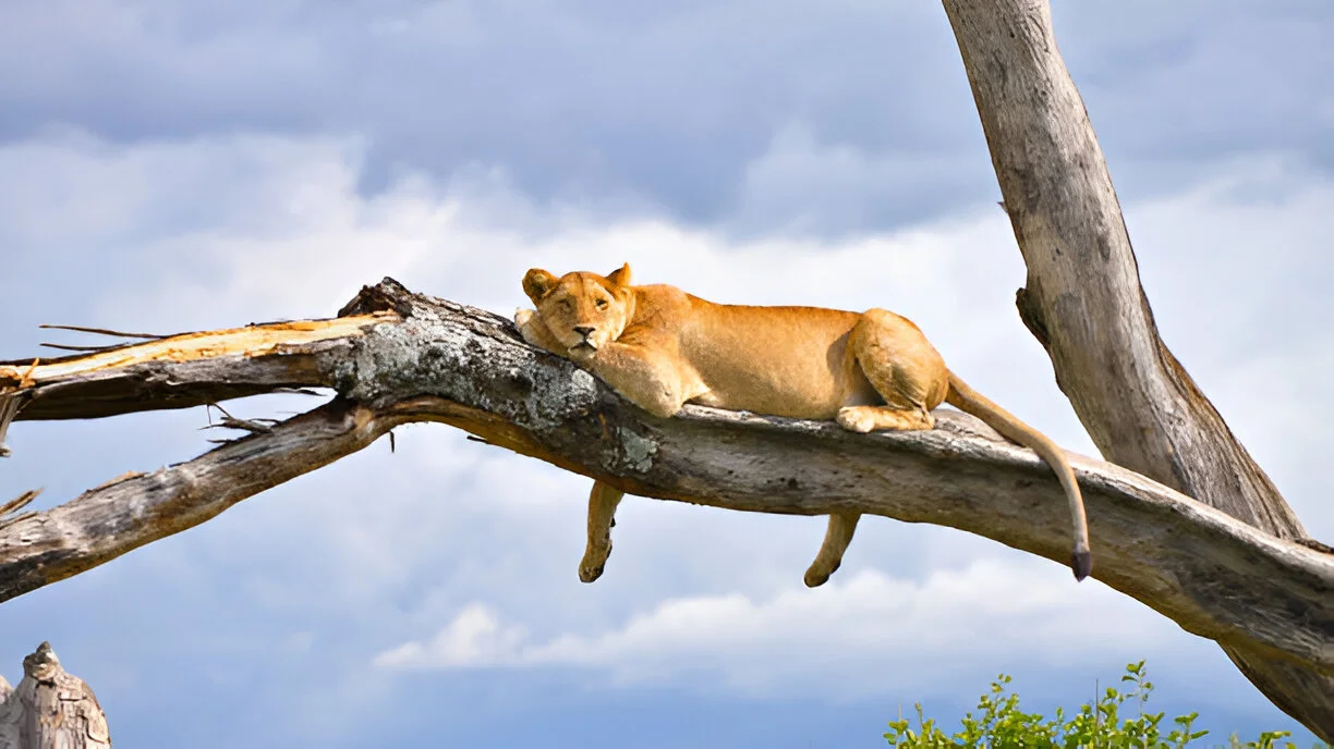 A lioness resting on a tree branch in Lake Manyara National Park, Tanzania
