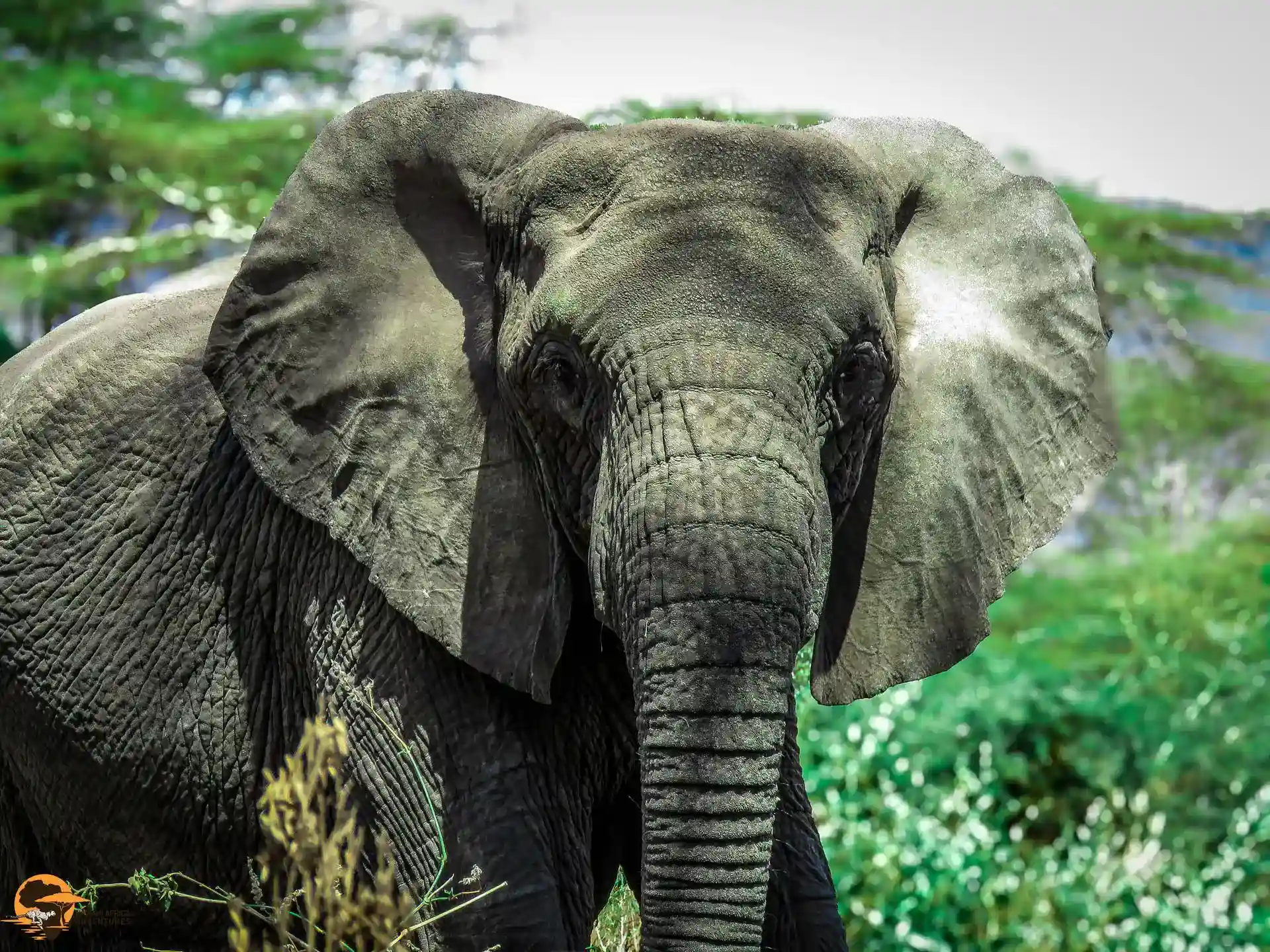 An African elephant walking through the savannah of Tarangire National Park