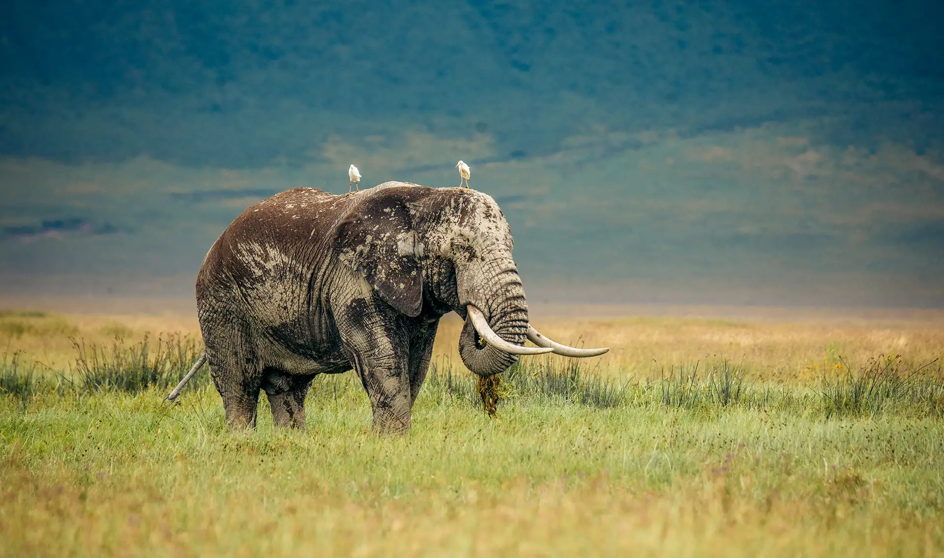 An elephant grazing on open grasslands at Ngorongoro Crater, showcasing the crater’s rich wildlife ecosystem.