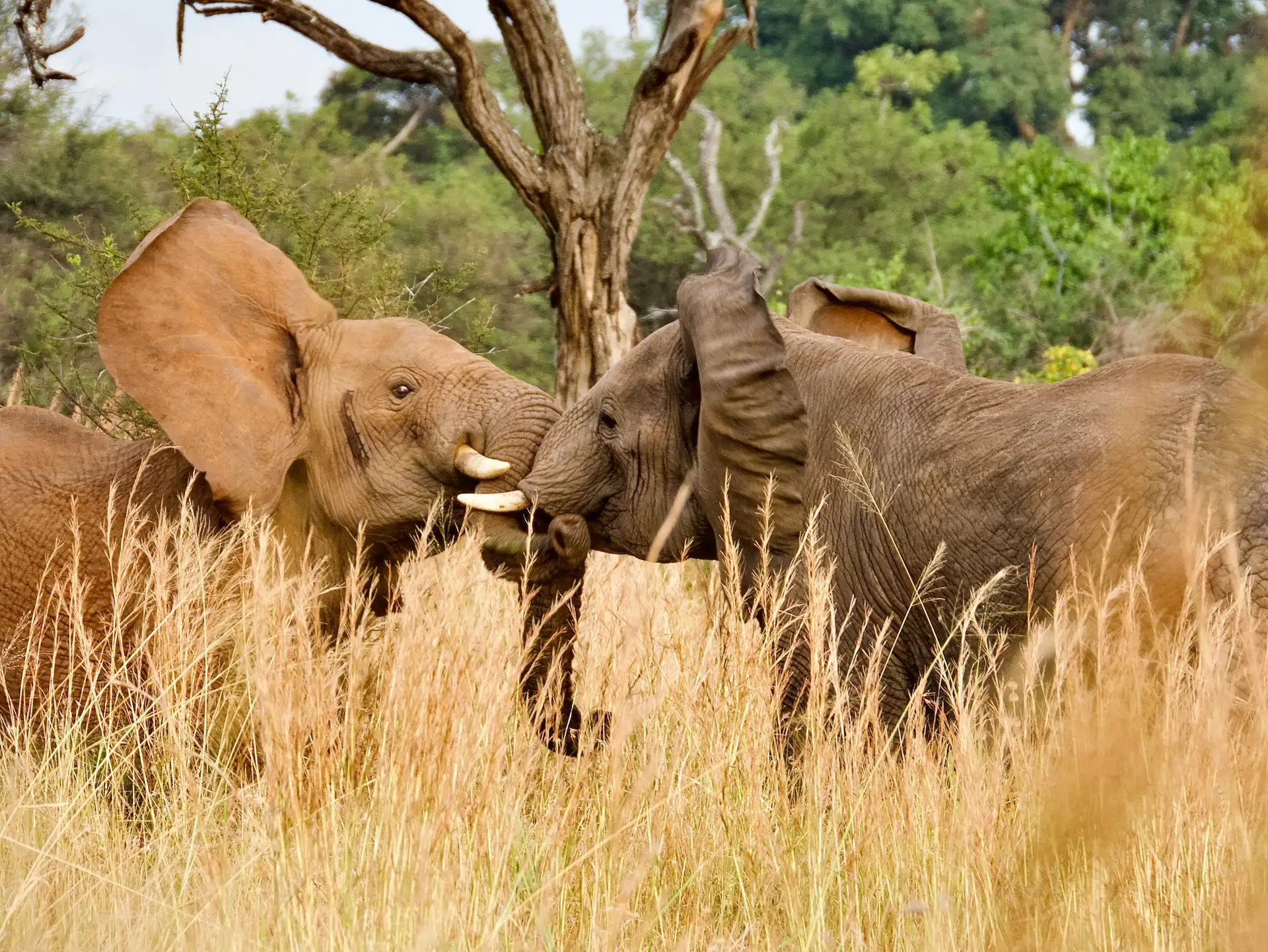 A herd of elephants walking and grazing in the plains of Serengeti National Park, Tanzania.