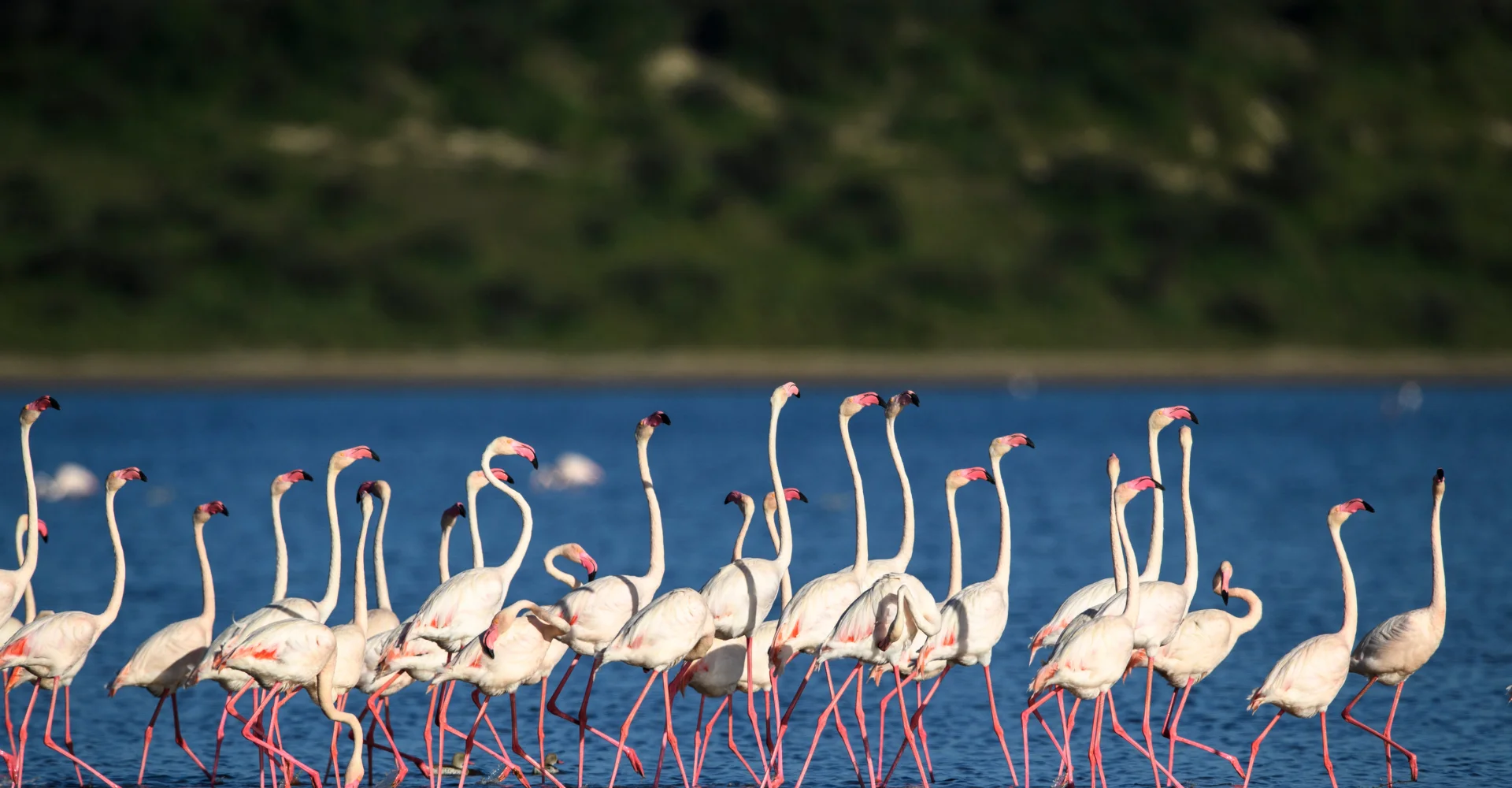A large flock of flamingos feeding along the shores of Lake Manyara National Park in Tanzania