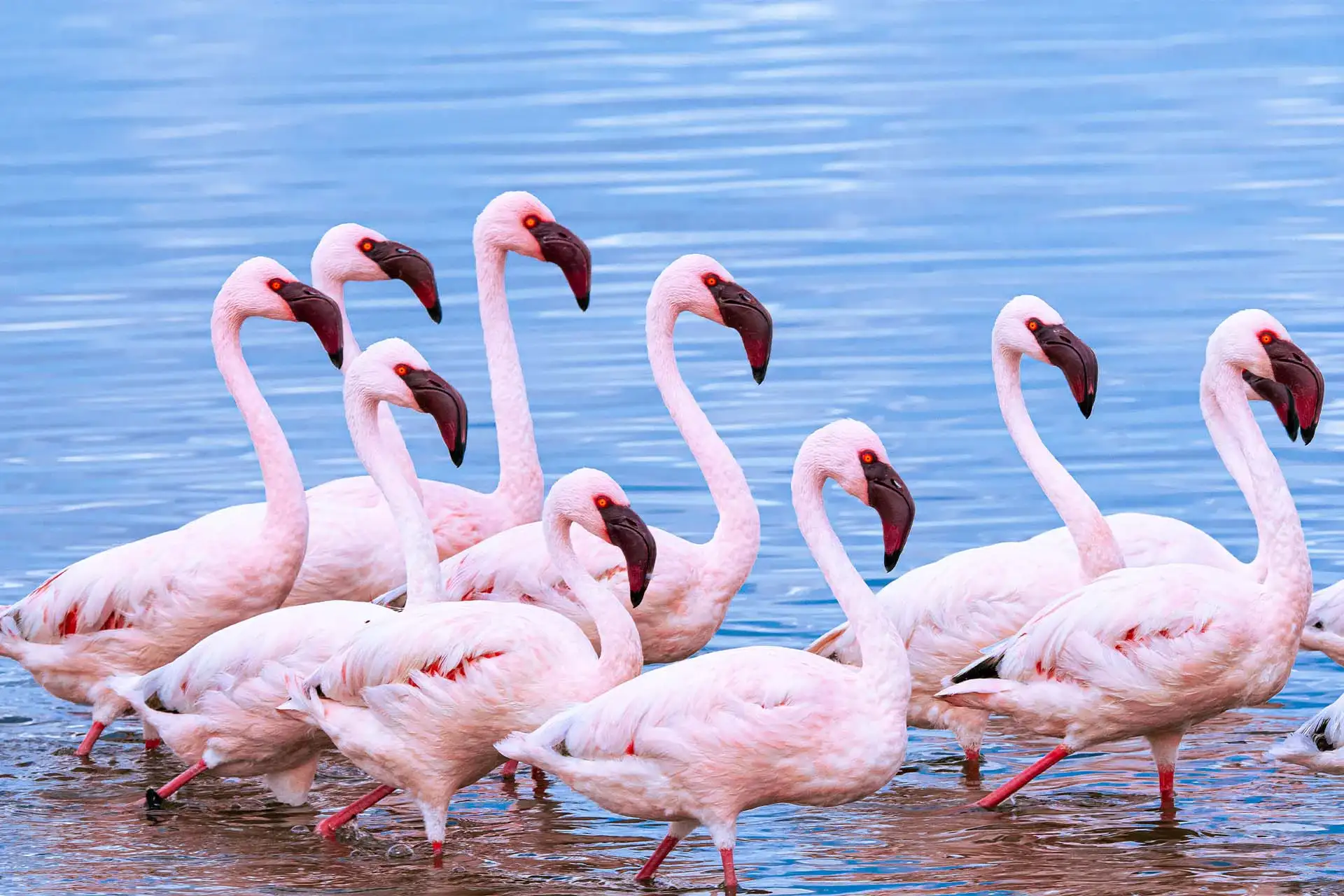 Flamingos gathered along the shoreline of Lake Manyara, illustrating a key highlight for visitors seeking Lake Manyara travel advice.