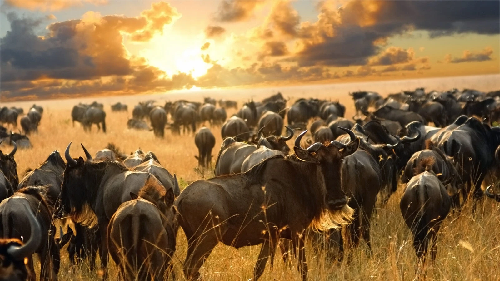 A group of wildebeests grazing in the Serengeti, illustrating wildlife activity for planning when to visit Serengeti National Park.