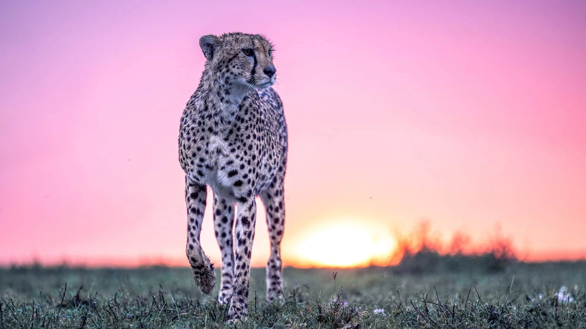 A leopard resting on a tree branch in Lake Manyara National Park, Tanzania