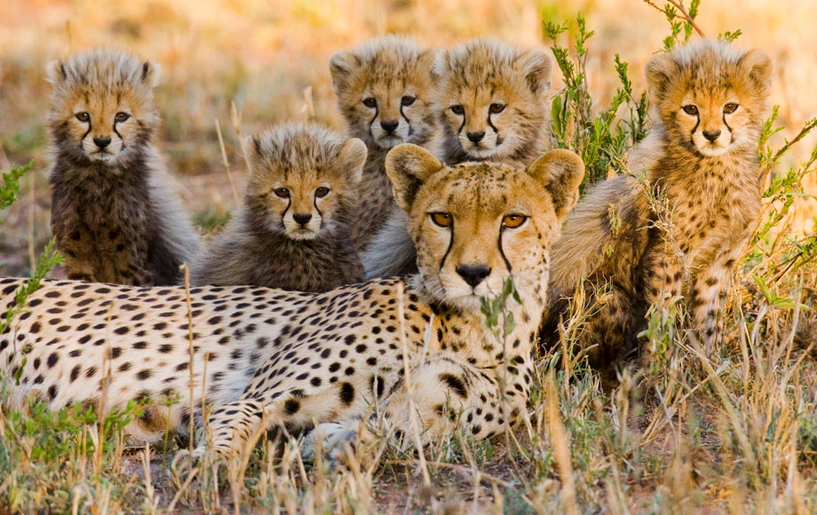 A leopard resting with her cubs in the wilderness of Serengeti National Park, Tanzania.