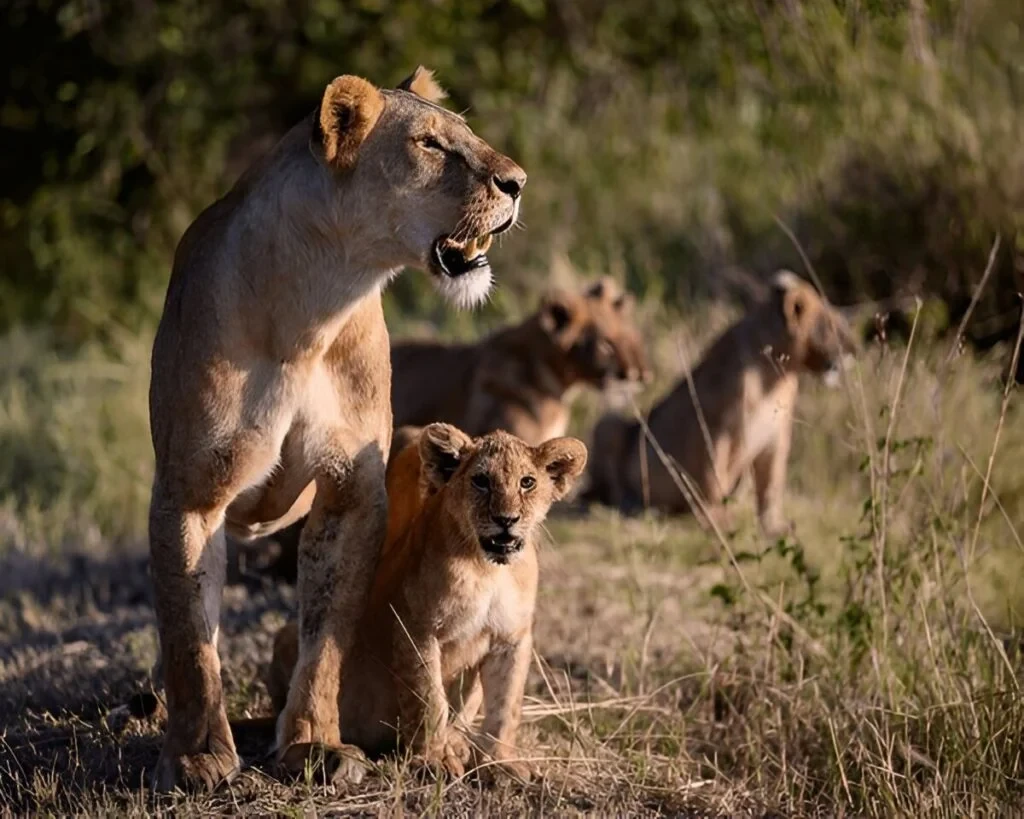 A lion and her cubs resting in Serengeti National Park, Tanzania — useful Serengeti travel advice for wildlife viewing.