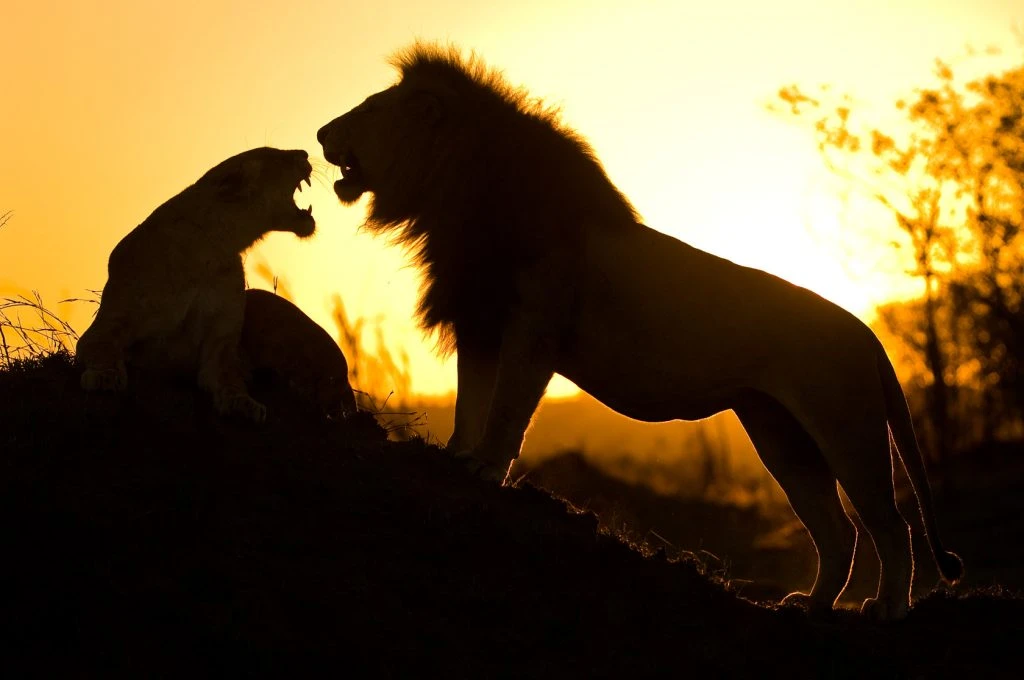 A male and female lion roaring together at sunset in Serengeti National Park, Tanzania.