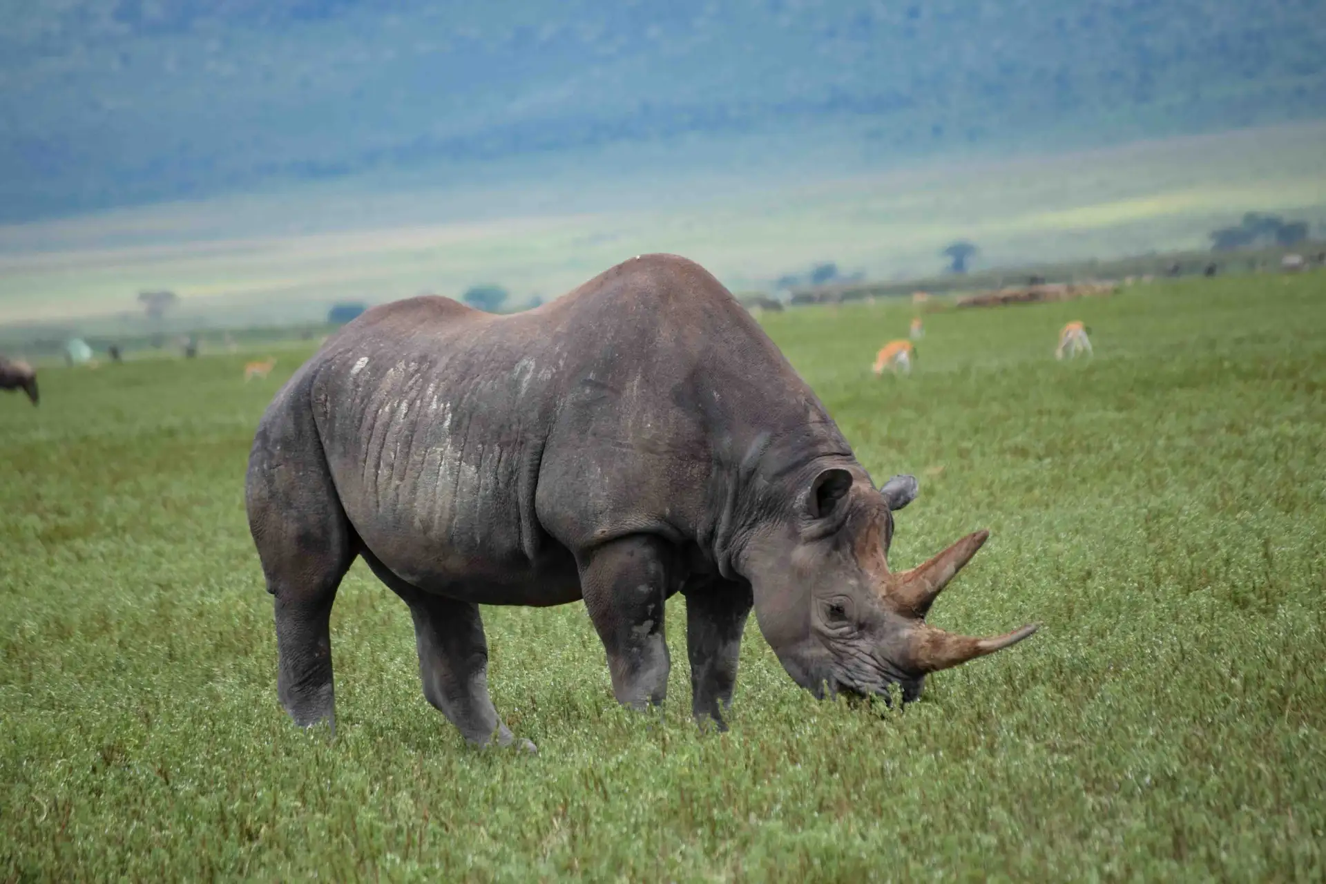 A rhino and impalas grazing on the open grasslands of Ngorongoro Crater, Tanzania.