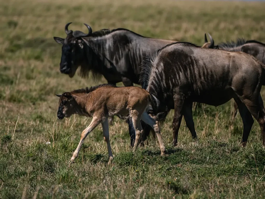 A massive herd of wildebeest migrating across the plains of Serengeti National Park, Tanzania.