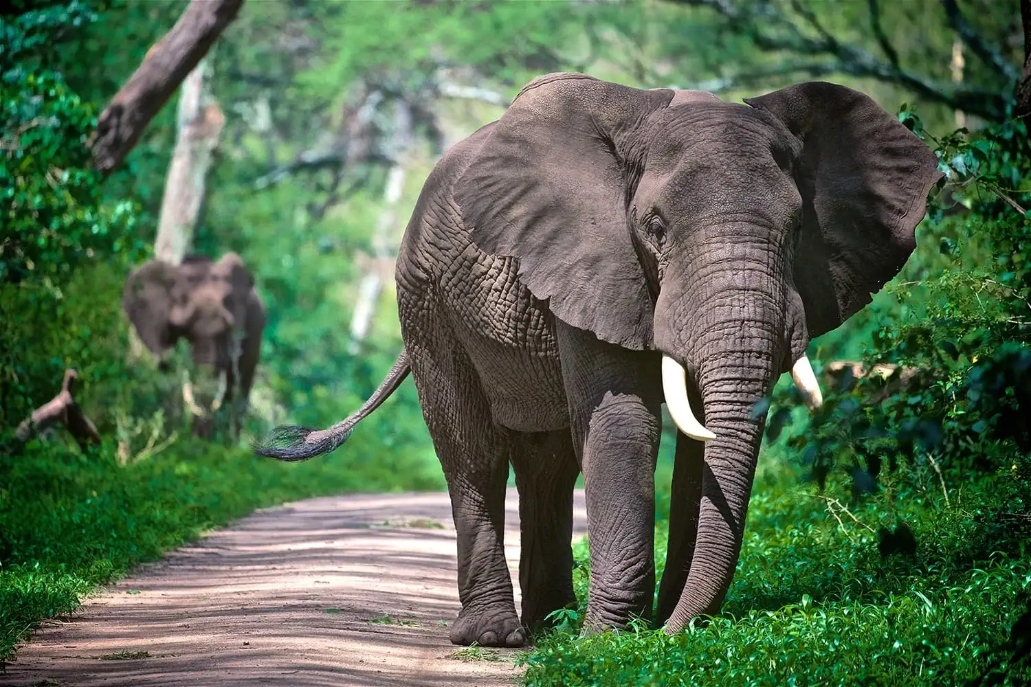 Two elephants grazing in the woodland areas of Lake Manyara National Park.