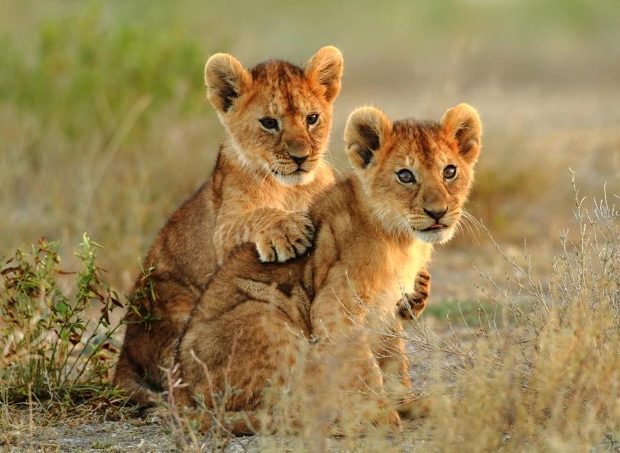 Two lion cubs playing together in the grasslands of Lake Manyara National Park.