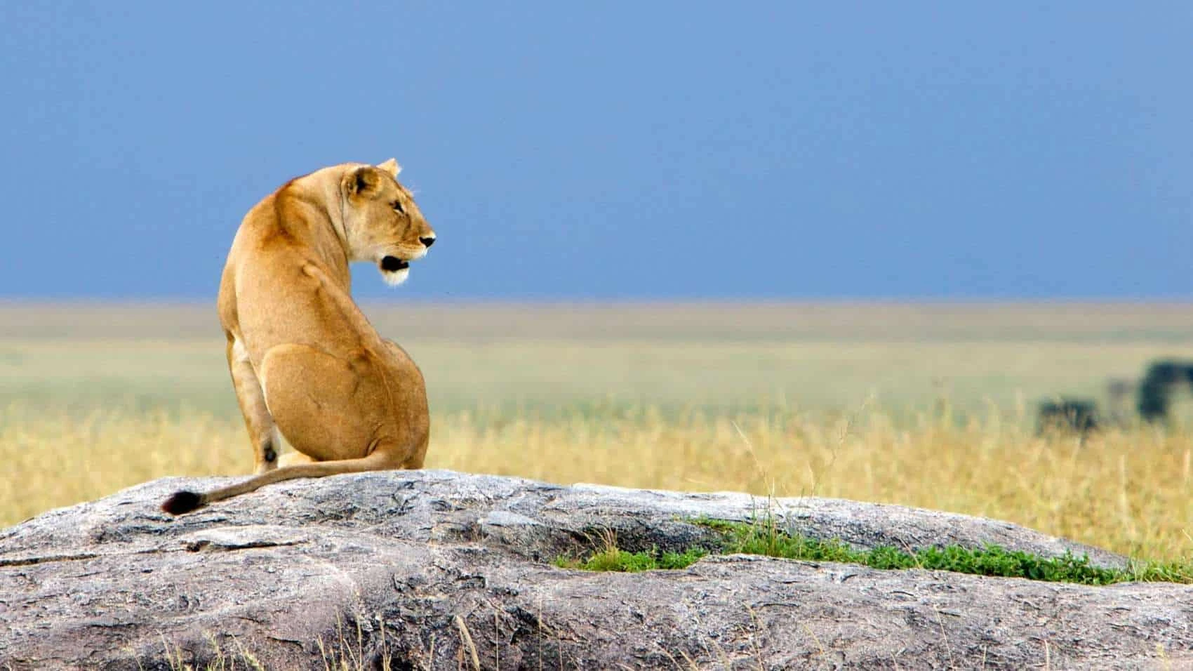 A lioness hunting on the plains of Ngorongoro Crater, showcasing wildlife activity that helps determine when to visit Ngorongoro Crater.
