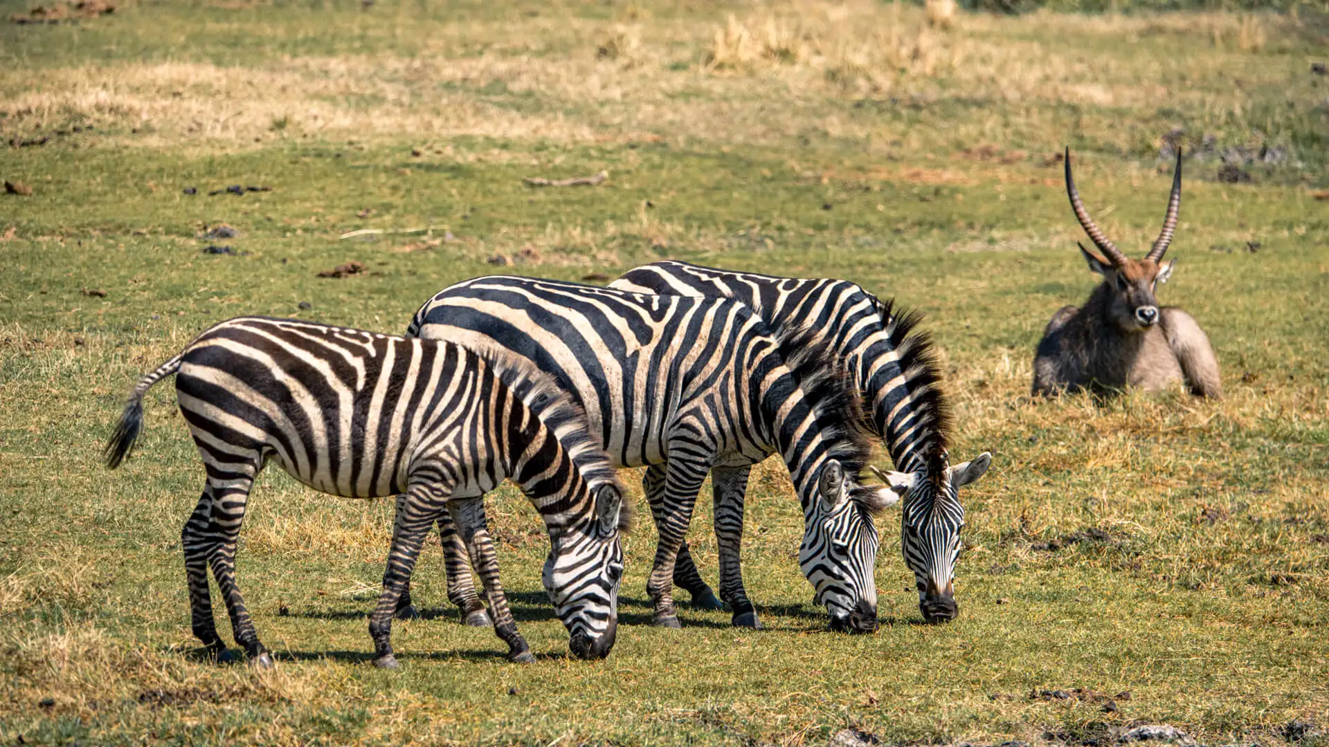 Why Visit Ngorongoro National Park – Zebras Grazing in a World-Famous Crater