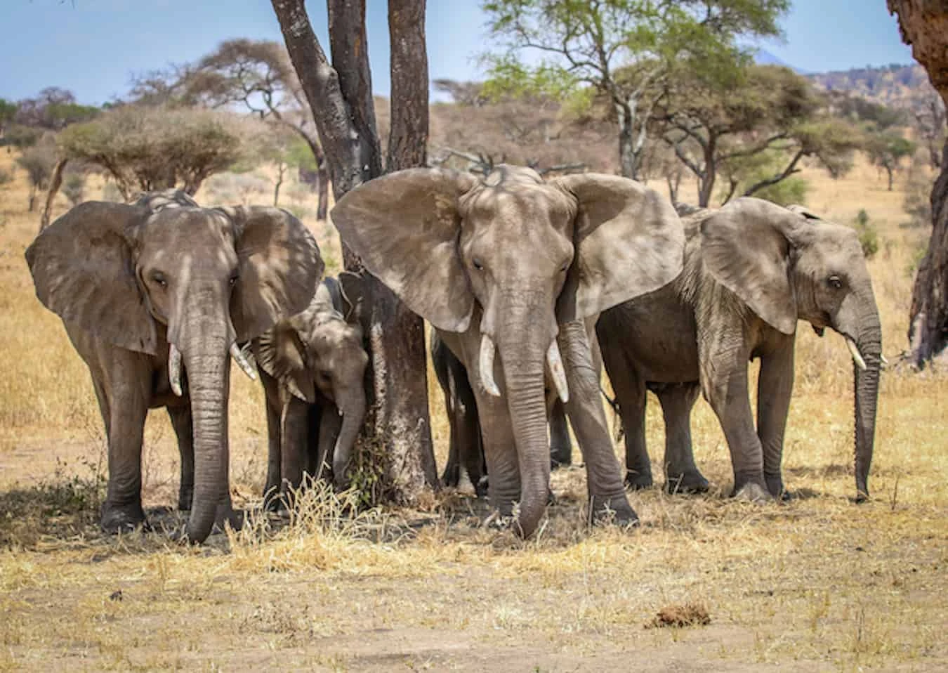 A group of elephants walking through the baobab-dotted landscapes of Why Visit Tarangire National Park, Tanzania.