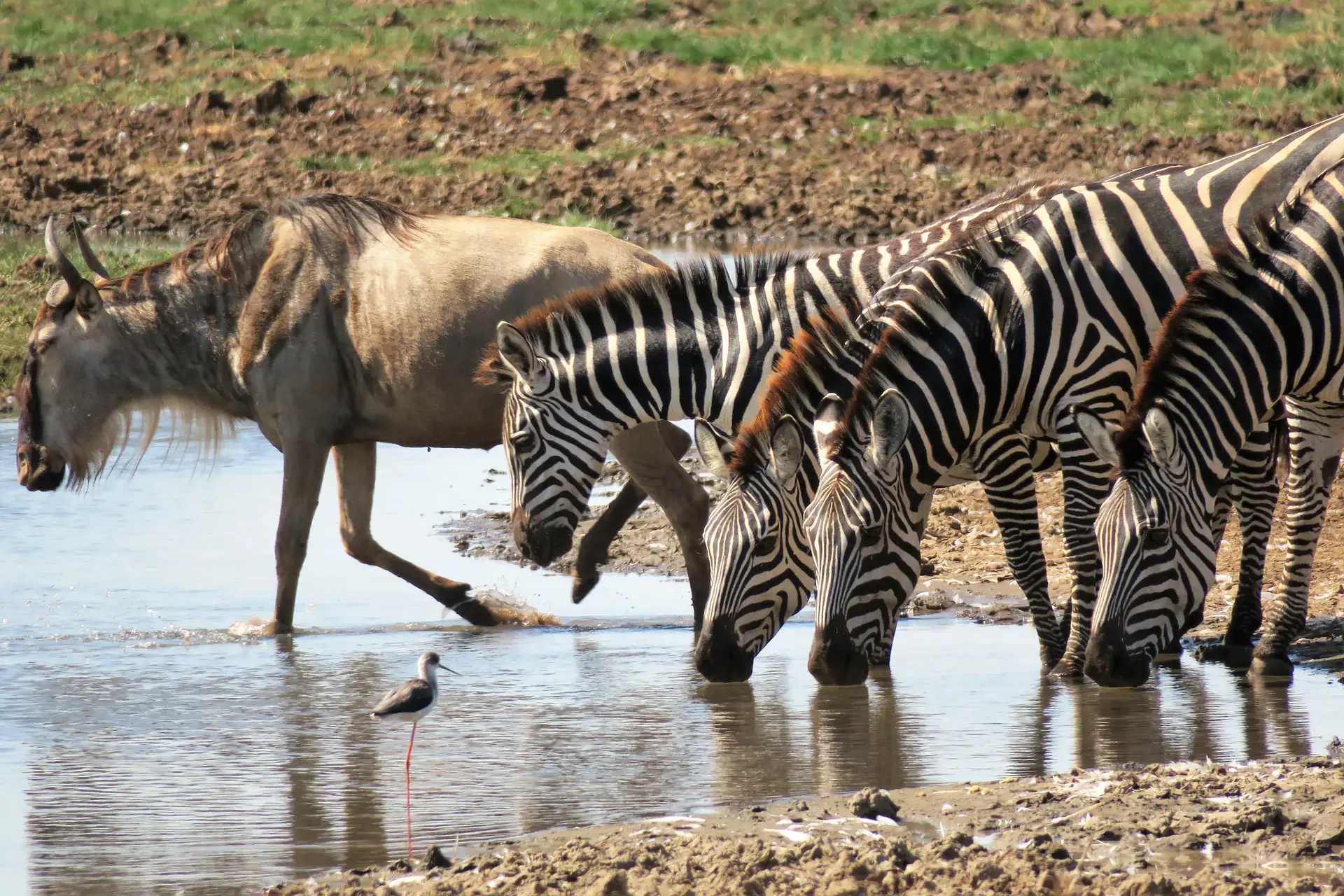 Zebras and wildebeest drinking water at a lakeshore, illustrating Lake Manyara travel advice and typical wildlife viewing moments.