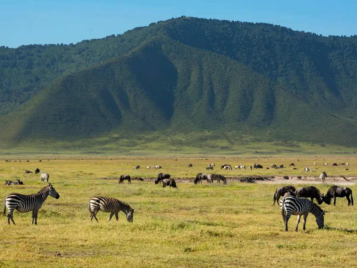 Zebras and wildebeest grazing in the lush landscape of Ngorongoro Crater, Tanzania.