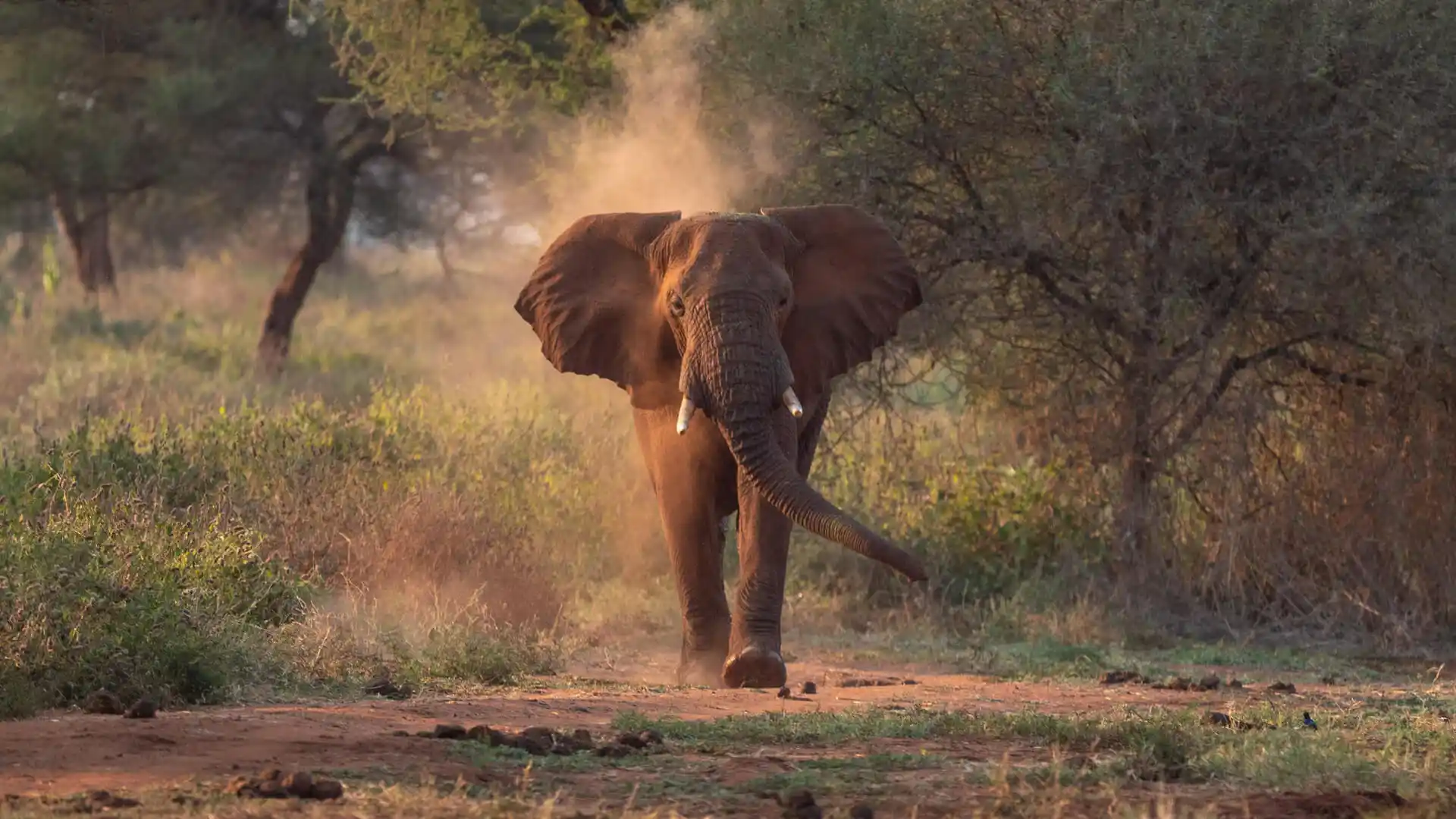 A large African elephant walking across the savannah in Tarangire National Park, Tanzania.