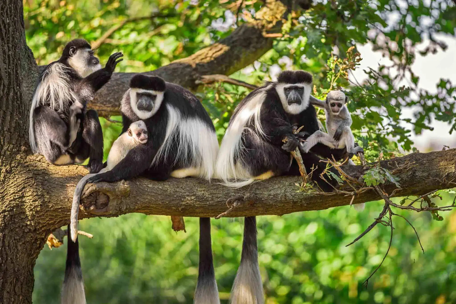 Black-and-white colobus monkeys resting in the forest canopy during an Arusha National Park day trip safari in Tanzania.