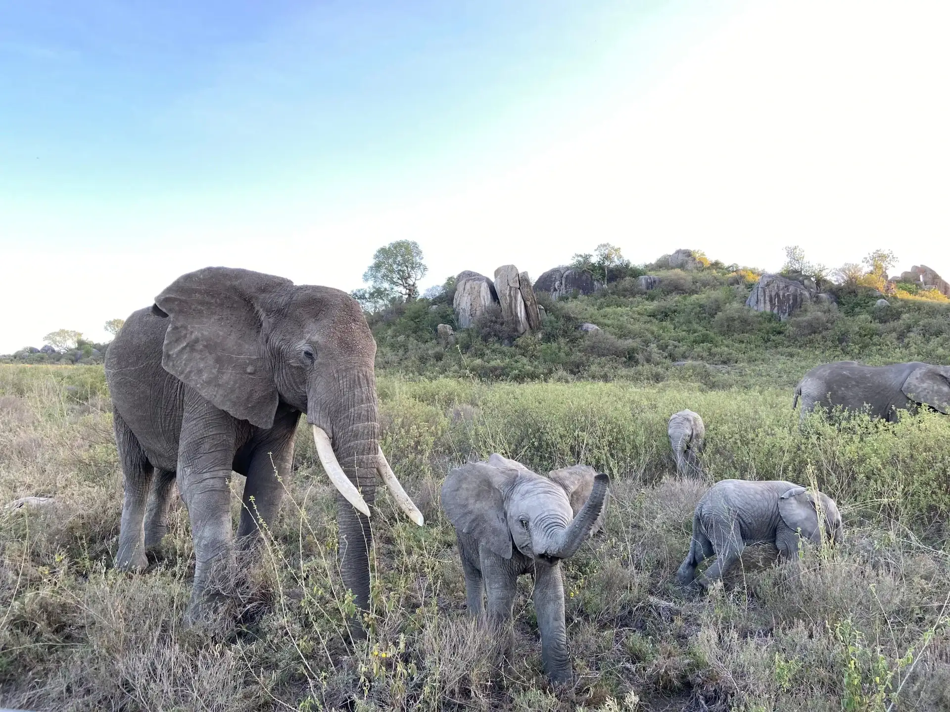 A herd of elephants with their young calves in Tarangire National Park, showcasing wildlife moments for travelers researching Best Time to Visit Tarangire National Park