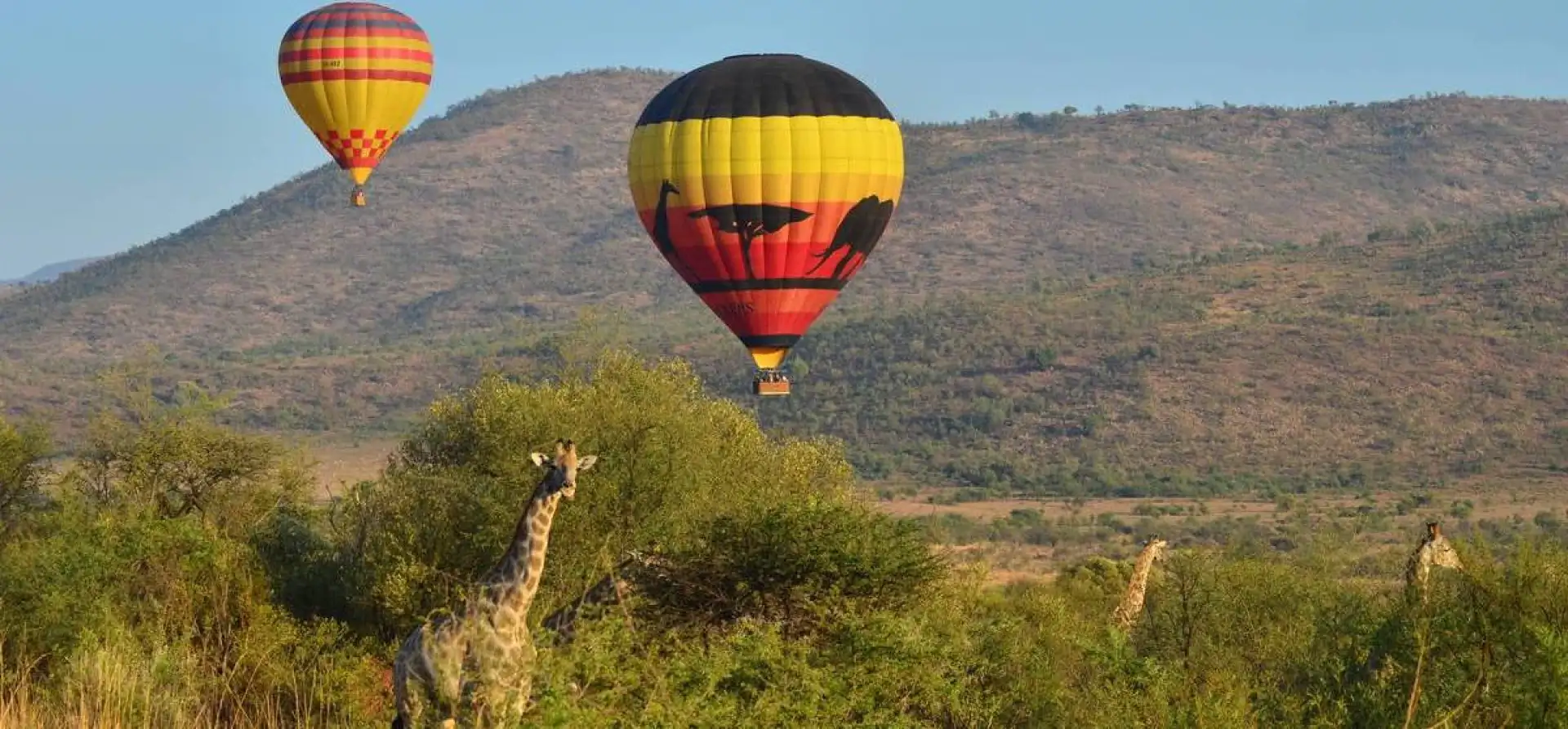 A giraffe grazing on the Serengeti plains while a hot air balloon drifts above during a safari experience in Tanzania.