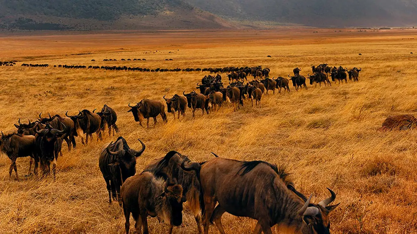 A group of wildebeests walking in a line during the Great Migration across the Serengeti plains in Tanzania.