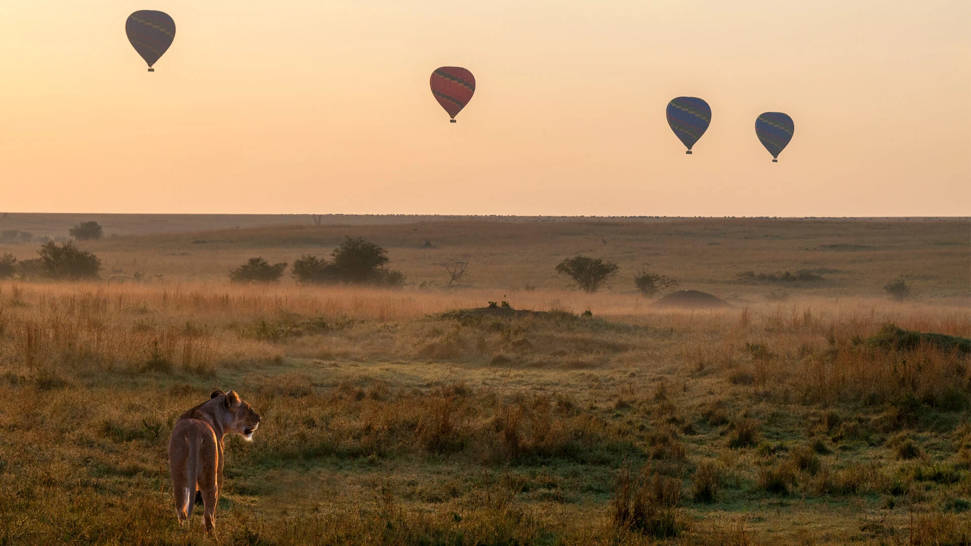 A hot air balloon floating above the Serengeti plains during sunrise, with wildlife visible below.