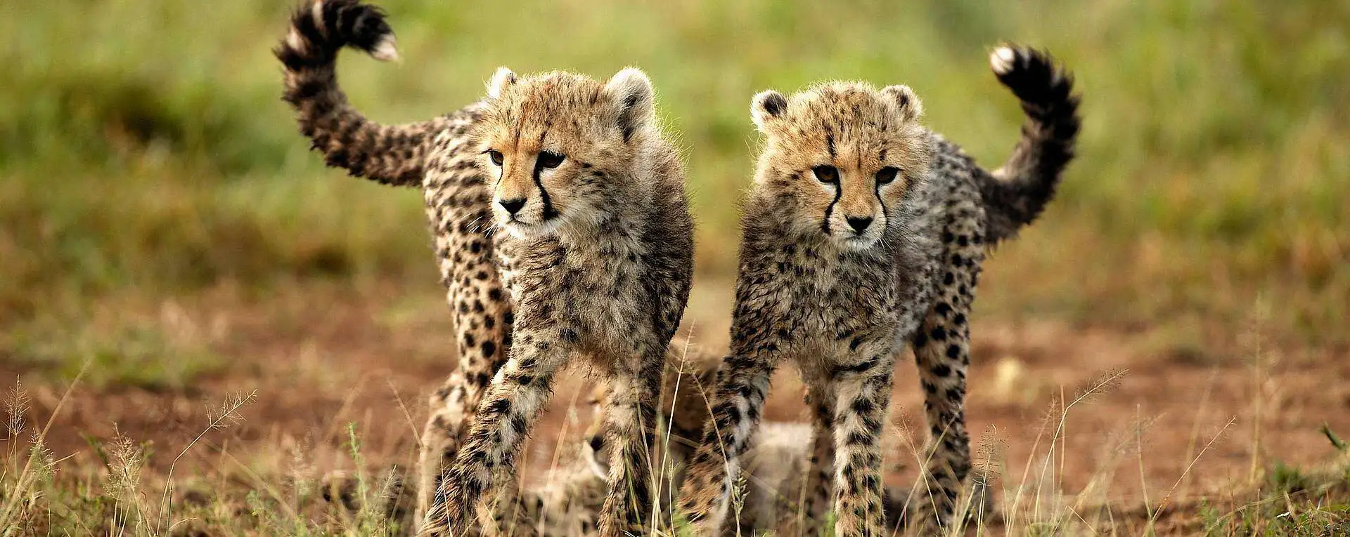 Leopard cubs resting in the wild during a photography safari in Tanzania, capturing wildlife behavior up close.