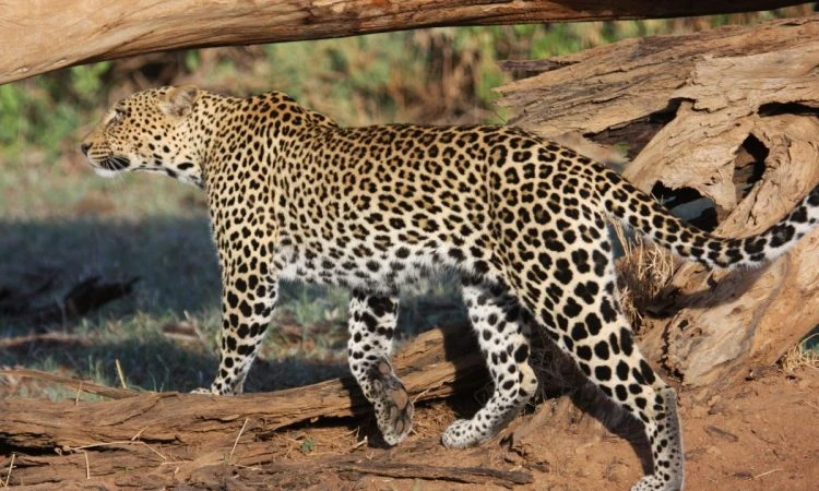 A leopard hunting in the wild during a Big Five safari experience in Serengeti National Park, Tanzania.