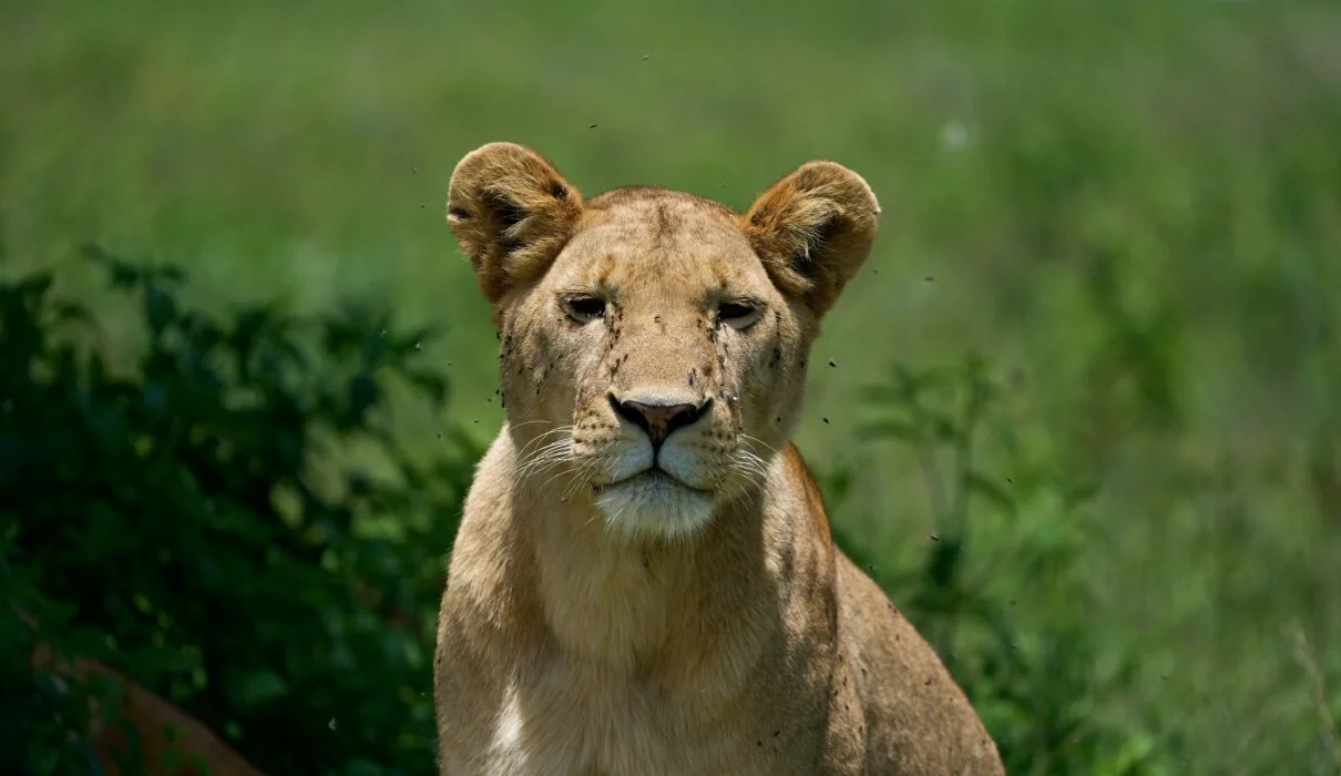 Male and female lions resting on the crater floor during a Ngorongoro Crater day trip safari in Tanzania.