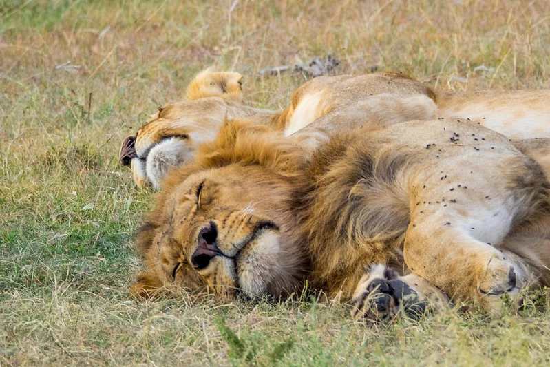 Male and female lions resting together in the wild during a 4-day Tanzania safari covering Tarangire, Serengeti, and Ngorongoro Crater.