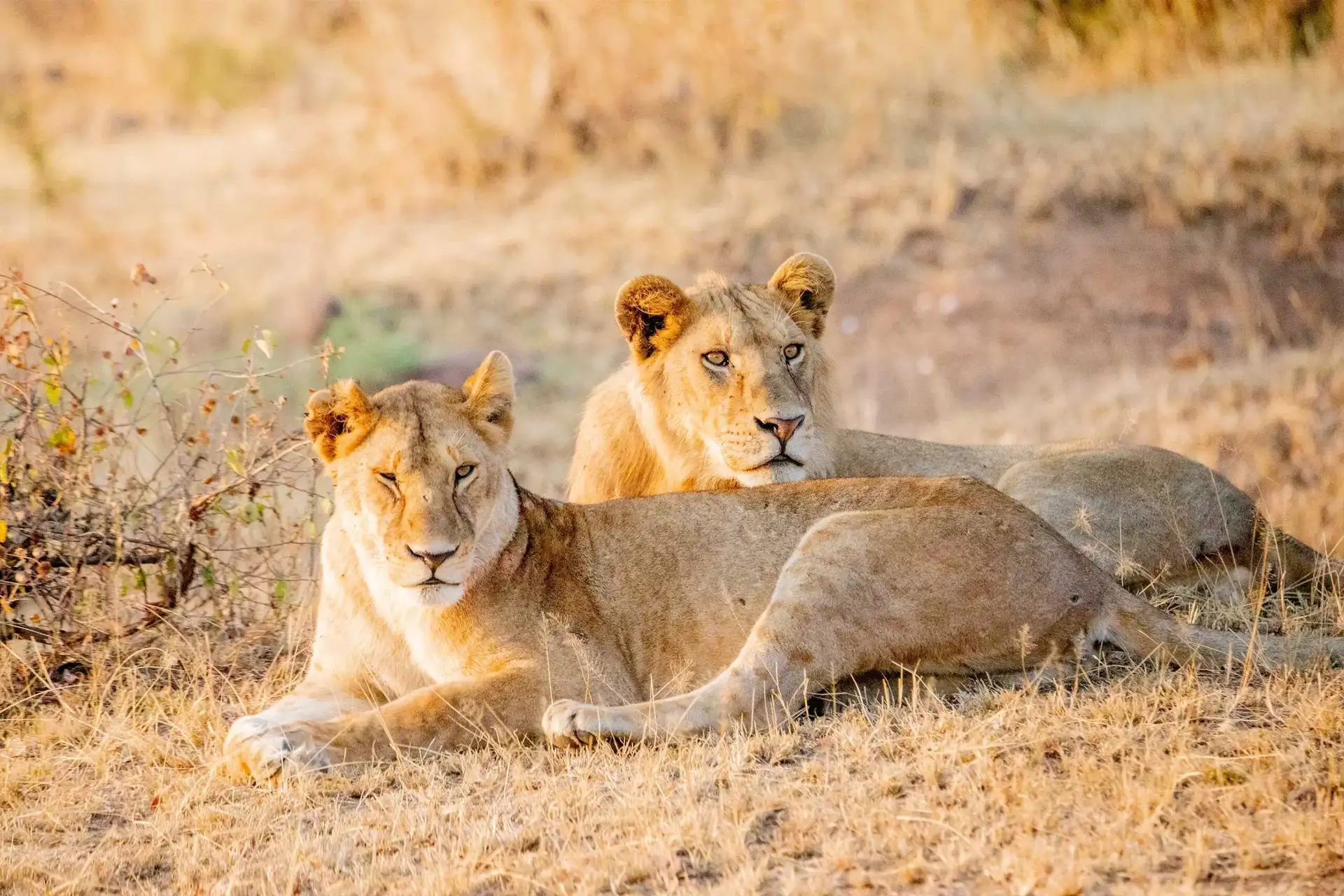 A male and female lion resting in the wild during a Big Five safari experience in Tanzania’s national parks.