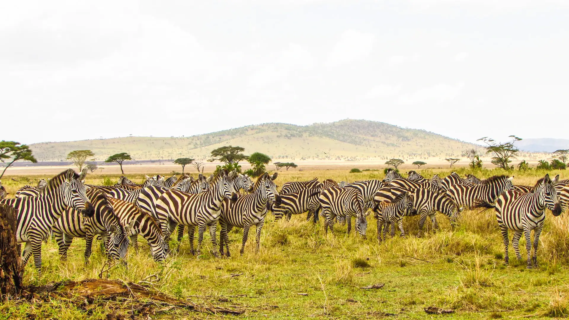 Serengeti & Ngorongoro Crater