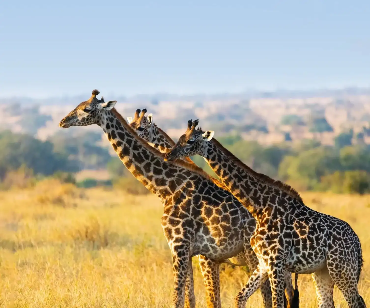 Three giraffes standing in the wild at Tarangire National Park, Tanzania.