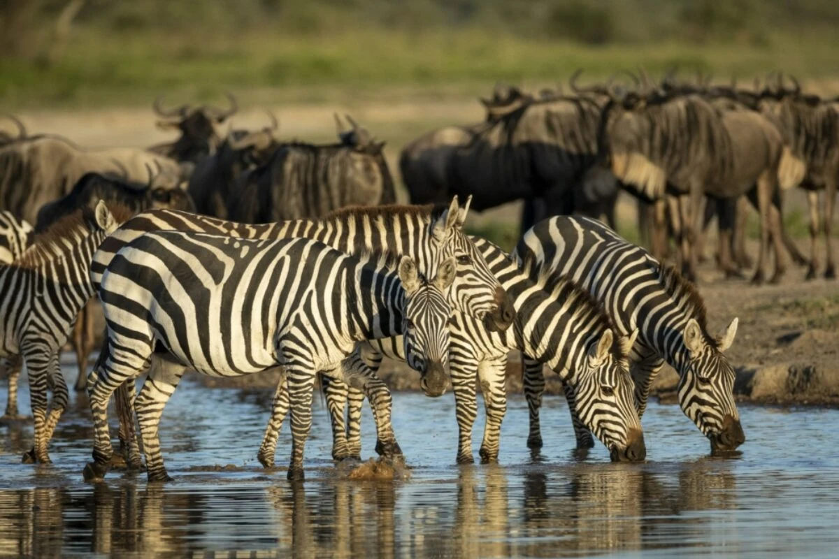 Wildebeests and zebras drinking water during the Serengeti Great Migration, surrounded by vast savannah landscapes.