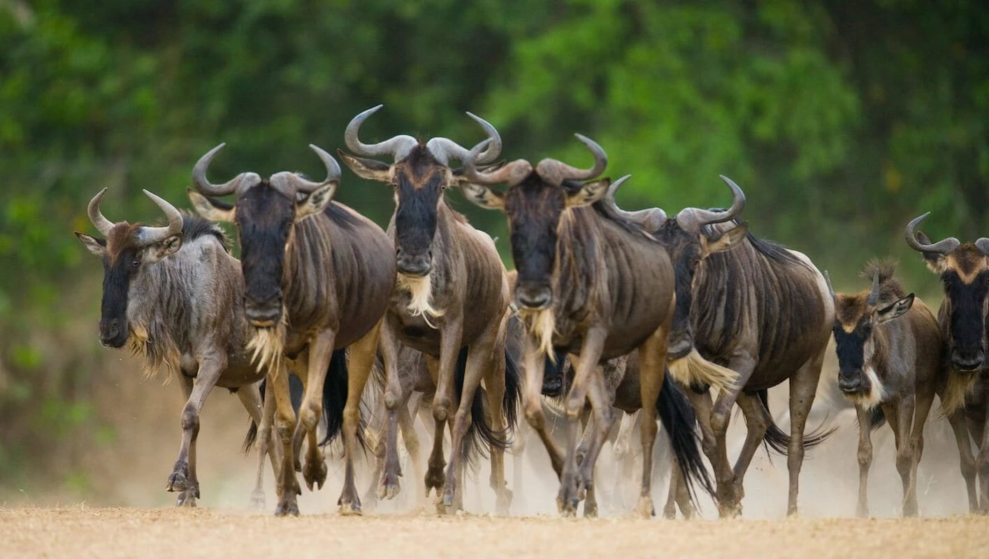 Wildebeests migrating across the Serengeti plains during the annual Serengeti Wildebeest Migration in Tanzania.