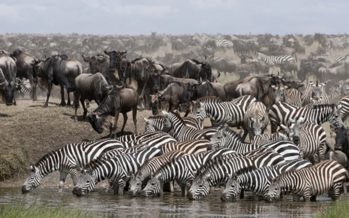 Zebras and wildebeest moving together during the Great Migration across Tanzania’s Serengeti plains.