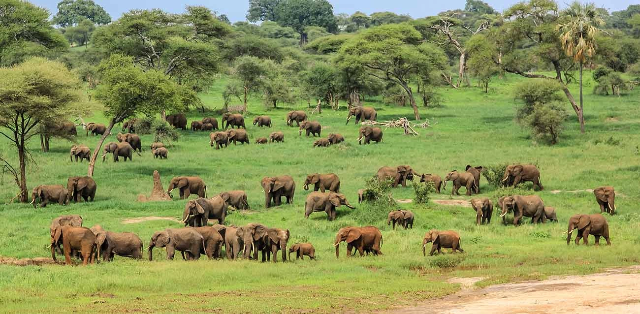 Tarangire National Park wildlife and elephants guide – majestic elephant herd grazing in the golden savannah