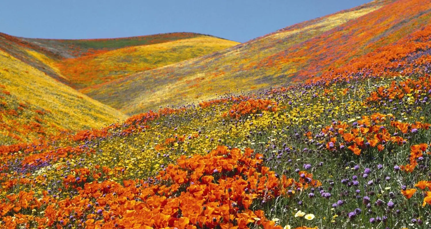 Rolling highland plains and colorful wildflowers in Kitulo National Park, Tanzania, during a golden travel experience.