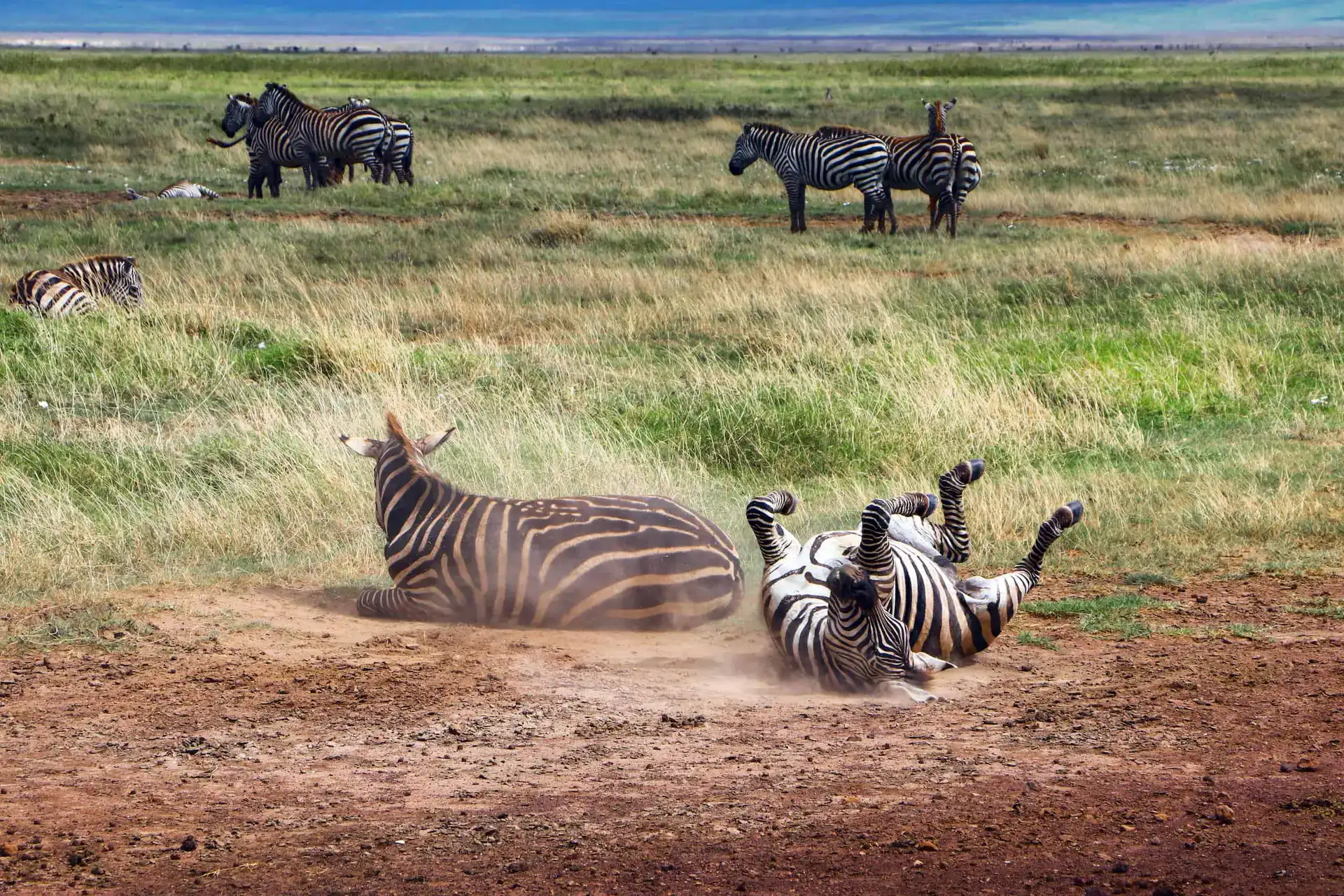 Colorful wildflowers blooming in Kitulo National Park, Tanzania, with rolling hills and unique highland wildlife.