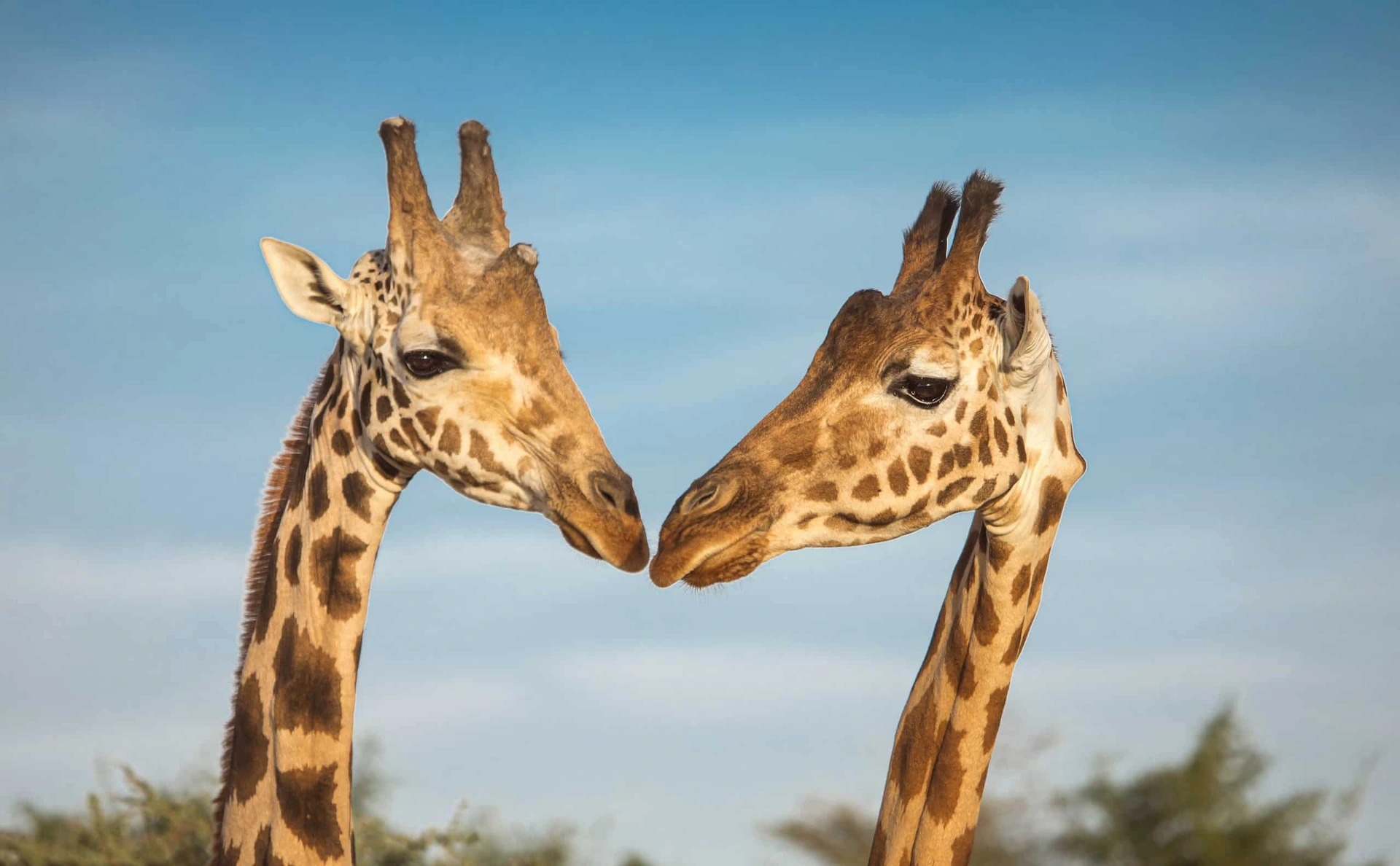 Two giraffes touching necks affectionately in the open savannah of Mkomazi National Park, Tanzania.