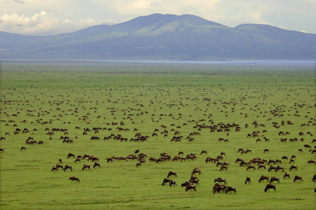 Serengeti endless plain stretching across the vast golden savannah under an open African sky