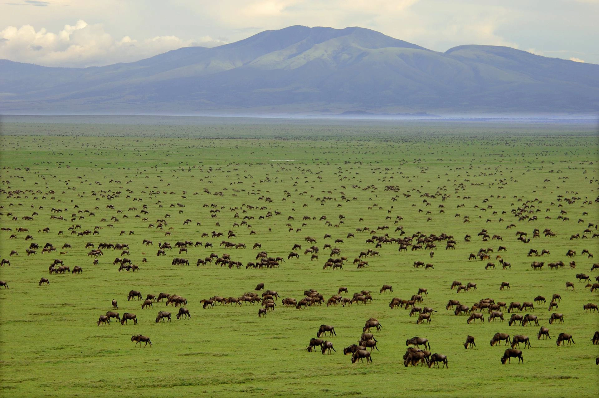 Serengeti endless plain stretching across the vast golden savannah under an open African sky