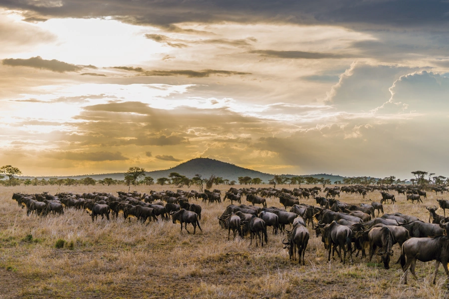 Serengeti great migration - Wildebeest grazing in the vast plains of Serengeti