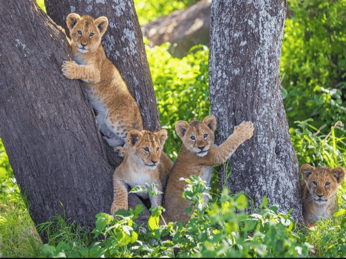 Photographer capturing lions during a Tanzania safari, a perfect example of how to choose the right safari in Tanzania for photographers