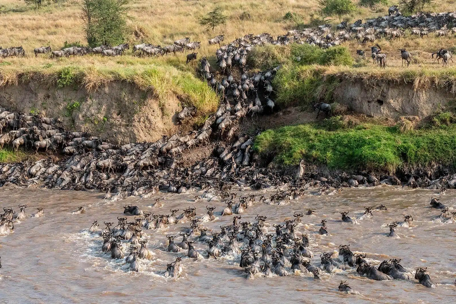 Wildebeest river crossing in Serengeti during the best time to visit Tanzania for safari and Great Migration