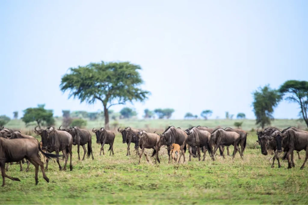 Quick guide for travellers: understand wildlife highlights, river crossings, and when to book Tanzania safari before high season fills top camps.