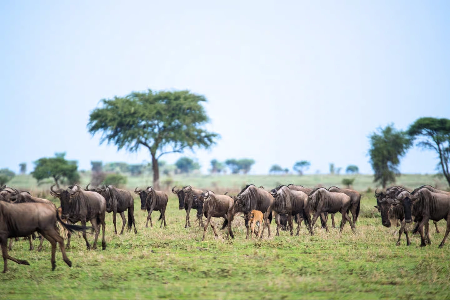 Quick guide for travellers: understand wildlife highlights, river crossings, and when to book Tanzania safari before high season fills top camps.